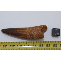 Dent de dinosaure Spinosaurus Aegypticus dans une boite (Maroc - 6.4 centimètres - 230**)