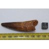 Dent de dinosaure Spinosaurus Aegypticus dans une boite (Maroc - 6.4 centimètres - 230**)