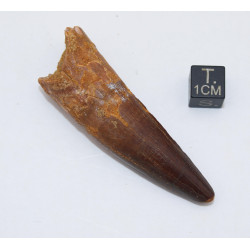 Dent de dinosaure Spinosaurus Aegypticus dans une boite (Maroc - 6.4 centimètres - 230**)