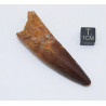 Dent de dinosaure Spinosaurus Aegypticus dans une boite (Maroc - 6.4 centimètres - 230**)