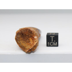 Dent de dinosaure Spinosaurus Aegypticus dans une boite (Maroc - 6.4 centimètres - 230**)