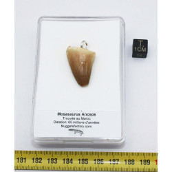 Collier pendentif dent de dinosaure dans une boite - Mosasaure (Maroc - 057**)