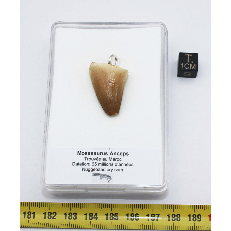 Collier pendentif dent de dinosaure dans une boite - Mosasaure (Maroc - 057**) Collier pendentif dent de dinosaure dans une boite - Mosasaure (Maroc - 057**)