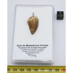 Collier pendentif dent de dinosaure dans une boite - Mosasaure (Maroc - 058**)