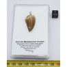 Collier pendentif dent de dinosaure dans une boite - Mosasaure (Maroc - 058**)
