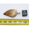 Collier pendentif dent de dinosaure dans une boite - Mosasaure (Maroc - 058**)