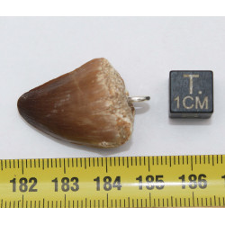 Collier pendentif dent de dinosaure dans une boite - Mosasaure (Maroc - 059**)