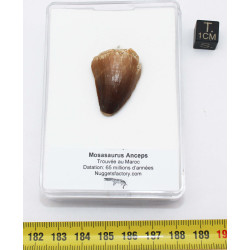 Collier pendentif dent de dinosaure dans une boite - Mosasaure (Maroc - 059**)