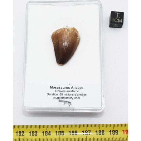 Collier pendentif dent de dinosaure dans une boite - Mosasaure (Maroc - 059**)