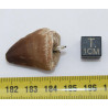 Collier pendentif dent de dinosaure dans une boite - Mosasaure (Maroc - 059**)