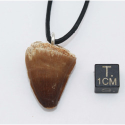 Collier pendentif dent de dinosaure dans une boite - Mosasaure (Maroc - 059**)