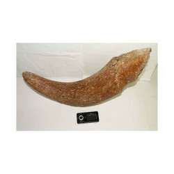 corne de Bison prehistorique ( 045 )