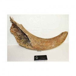 corne de Bison prehistorique ( 045 )