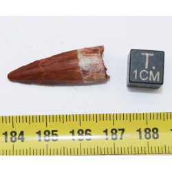 Dent de bébé dinosaure Spinosaurus Aegypticus dans une boite (Maroc - 3.0 centimètres - 231**)