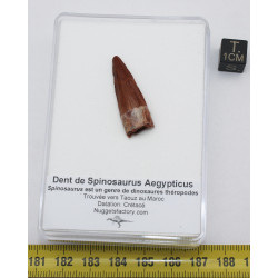 Dent de bébé dinosaure Spinosaurus Aegypticus dans une boite (Maroc - 3.0 centimètres - 231**)