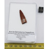 Dent de bébé dinosaure Spinosaurus Aegypticus dans une boite (Maroc - 3.0 centimètres - 231**)