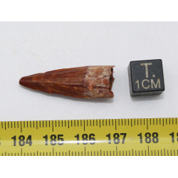 Dent de bébé dinosaure Spinosaurus Aegypticus dans une boite (Maroc - 3.0 centimètres - 231**)