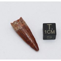 Dent de bébé dinosaure Spinosaurus Aegypticus dans une boite (Maroc - 3.0 centimètres - 231**)