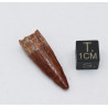 Dent de bébé dinosaure Spinosaurus Aegypticus dans une boite (Maroc - 3.0 centimètres - 231**)