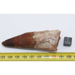 Dent de dinosaure Spinosaurus Aegypticus (Maroc  - 7.9 centimètres - 232**)