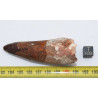 Dent de dinosaure Spinosaurus Aegypticus (Maroc  - 7.9 centimètres - 232**)