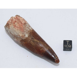 Dent de dinosaure Spinosaurus Aegypticus (Maroc  - 7.9 centimètres - 232**)