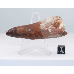 Dent de dinosaure Spinosaurus Aegypticus (Maroc  - 7.9 centimètres - 232**)