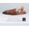 Dent de dinosaure Spinosaurus Aegypticus (Maroc  - 7.9 centimètres - 232**)