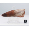 Dent de dinosaure Spinosaurus Aegypticus (Maroc  - 7.9 centimètres - 232**)