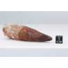 Dent de dinosaure Spinosaurus Aegypticus (Maroc  - 7.9 centimètres - 232**)