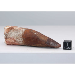 Dent de dinosaure Spinosaurus Aegypticus (Maroc  - 7.9 centimètres - 232**)