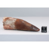 Dent de dinosaure Spinosaurus Aegypticus (Maroc  - 7.9 centimètres - 232**)