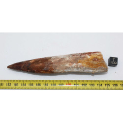 Dent de dinosaure Spinosaurus Aegypticus (Maroc  - 12.9 centimètres - 233**)