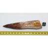 Dent de dinosaure Spinosaurus Aegypticus (Maroc  - 12.9 centimètres - 233**)
