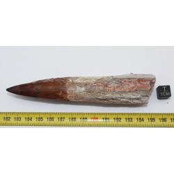 Dent de dinosaure Spinosaurus Aegypticus (Maroc  - 12.9 centimètres - 233**)