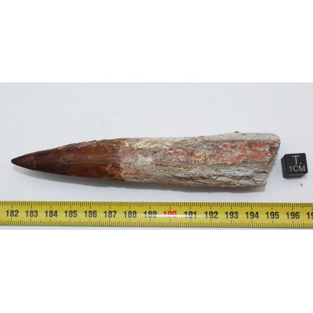 Dent de dinosaure Spinosaurus Aegypticus (Maroc  - 12.9 centimètres - 233**)