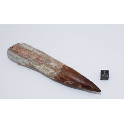 Dent de dinosaure Spinosaurus Aegypticus (Maroc  - 12.9 centimètres - 233**)