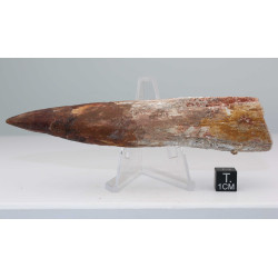 Dent de dinosaure Spinosaurus Aegypticus (Maroc  - 12.9 centimètres - 233**)