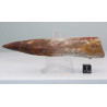 Dent de dinosaure Spinosaurus Aegypticus (Maroc  - 12.9 centimètres - 233**)