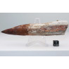 Dent de dinosaure Spinosaurus Aegypticus (Maroc  - 12.9 centimètres - 233**)