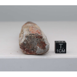 Dent de dinosaure Spinosaurus Aegypticus (Maroc  - 12.9 centimètres - 233**)