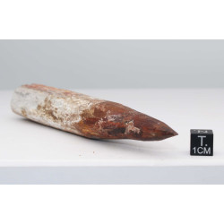 Dent de dinosaure Spinosaurus Aegypticus (Maroc  - 12.9 centimètres - 233**)
