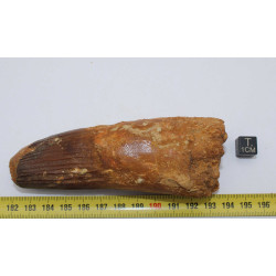Dent de dinosaure Spinosaurus Aegypticus (Maroc  - 11.5 centimètres - 234**)