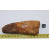 Dent de dinosaure Spinosaurus Aegypticus (Maroc  - 11.5 centimètres - 234**)