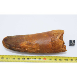 Dent de dinosaure Spinosaurus Aegypticus (Maroc  - 11.5 centimètres - 234**)