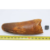 Dent de dinosaure Spinosaurus Aegypticus (Maroc  - 11.5 centimètres - 234**)