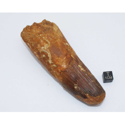 Dent de dinosaure Spinosaurus Aegypticus (Maroc  - 11.5 centimètres - 234**)