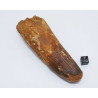 Dent de dinosaure Spinosaurus Aegypticus (Maroc  - 11.5 centimètres - 234**)