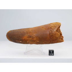 Dent de dinosaure Spinosaurus Aegypticus (Maroc  - 11.5 centimètres - 234**)