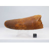 Dent de dinosaure Spinosaurus Aegypticus (Maroc  - 11.5 centimètres - 234**)